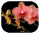 Orchidee